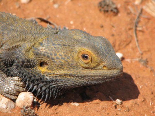 Bearded Dragon lizard