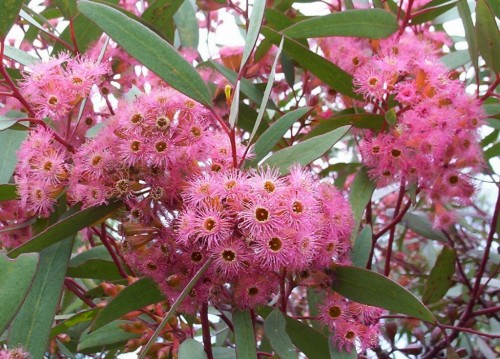 Eucalyptus calycogona (Square- fruited Mallee)