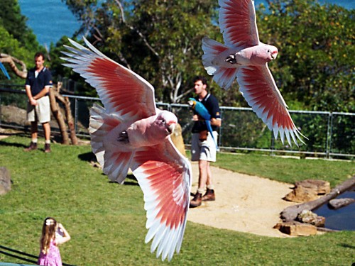 Major Mitchell Cockatoos - Taronga Zoo - Sydney