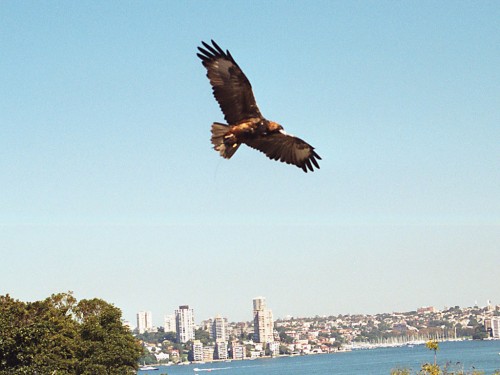 Wedgetail Eagle - Taronga Zoo - Sydney