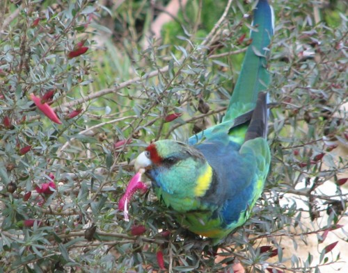 Mallee Ringneck Parrot