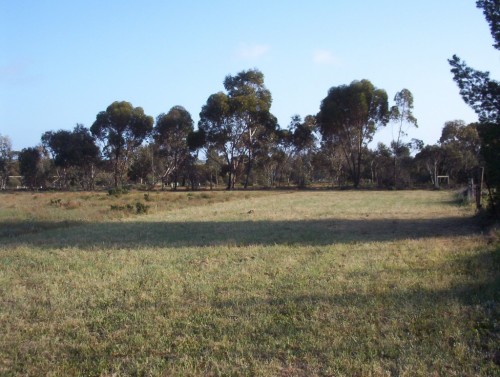 The trees we planted 20 years ago