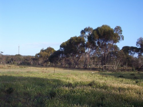 The trees we planted 20 years ago