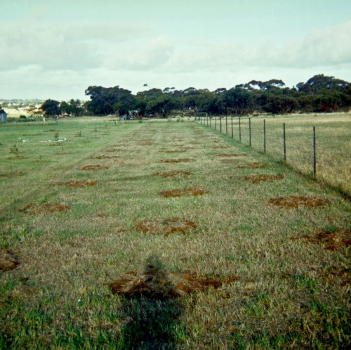 Planting Trees - 1986