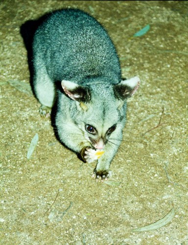 Noisy Neighbours - Renmark - July 1998