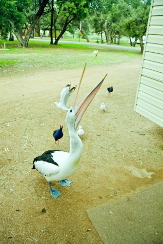 Don't feed the animals - Renmark - July 1998