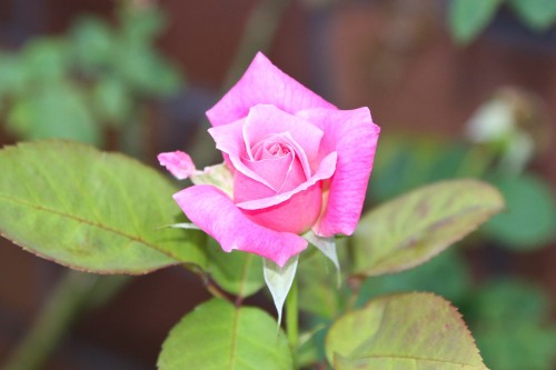 Rose in our garden