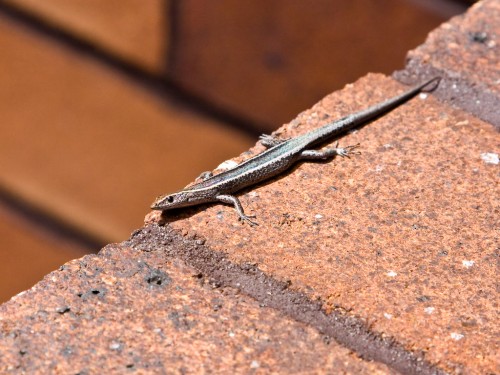 Skink on our front step