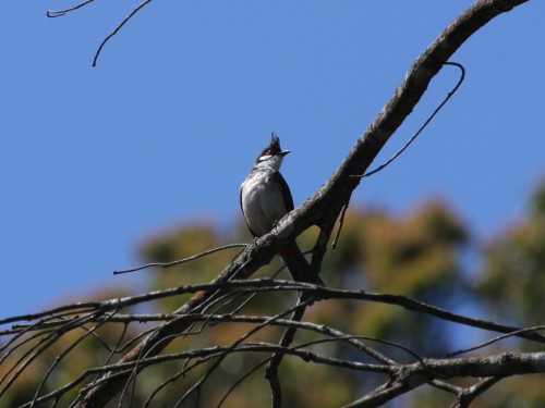 Red-whiskered Bulbul - Davidson Park, Sydney