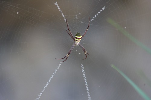 St. Andrews Cross Spider - Davidson Park, Sydney