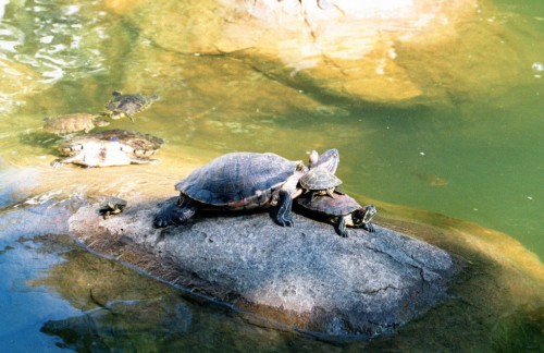 Terrapin Stack in Hong Kong Park