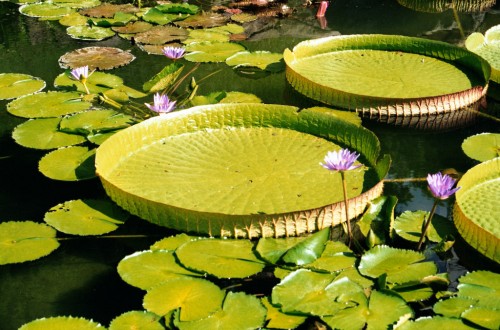 Giant Water Lillies - Hong Kong Park