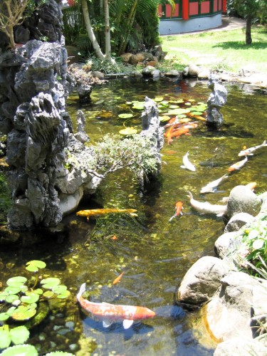 Japanese Goldfish - Hong Kong Ocean Park