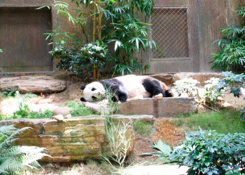 Giant Panda - Hong Kong Ocean Park