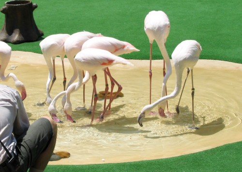 Flamingos - Hong Kong Ocean Park