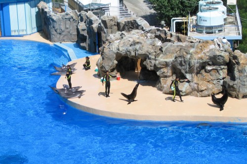 Seal and Dolphin Show - Hong Kong Ocean Park