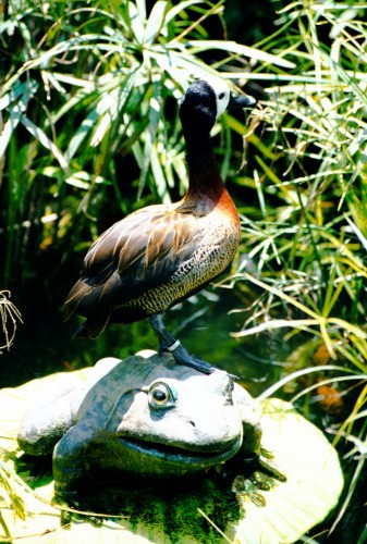 Duck on a Frog - Hong Kong Ocean Park