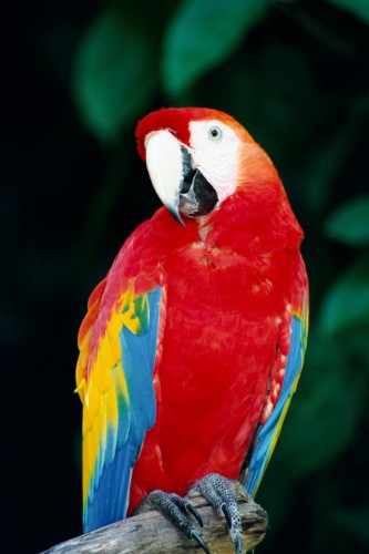 Macaw - Hong Kong Ocean Park