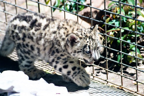 Snow Leopard Cubs - Mogo Zoo - 2003