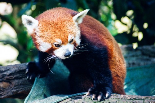 Red Panda - Mogo Zoo - 2003