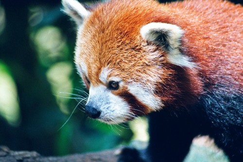 Red Panda - Mogo Zoo - 2003