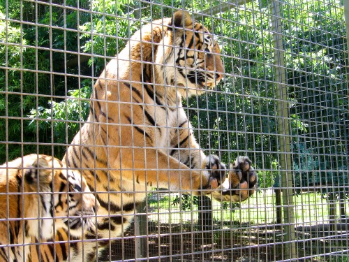 Tigers at Mogo Zoo