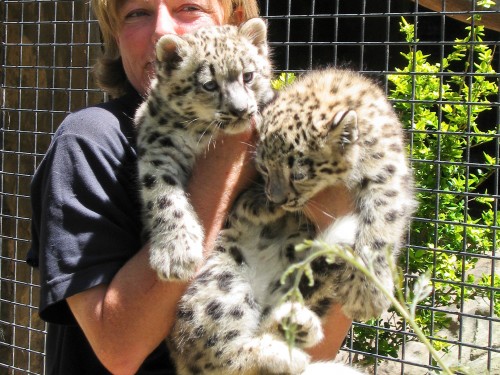 Snow Leopard Cubs - Mogo Zoo - 2003