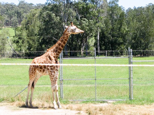 Giraffe - Mogo Zoo - 2003