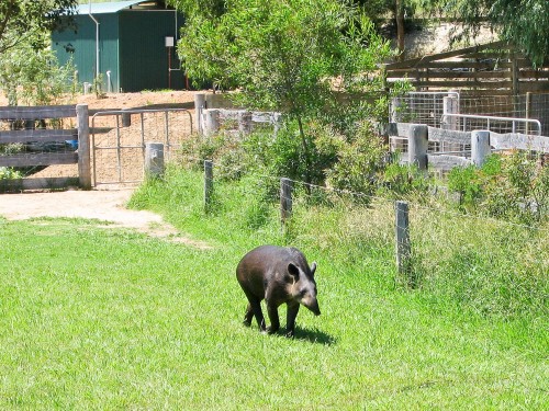 Tapir - Mogo Zoo - 2003