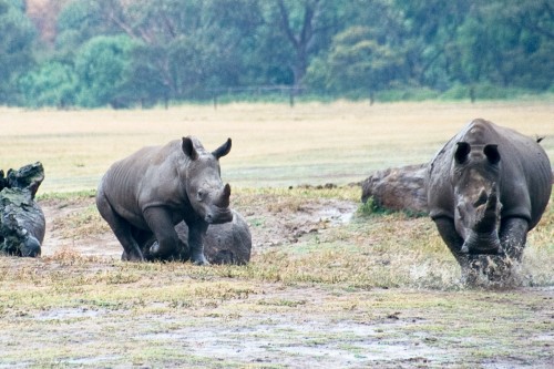 White Rhino - Werribee Open Range Zoo - 2003