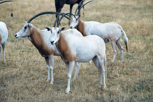 Werribee Open Range Zoo