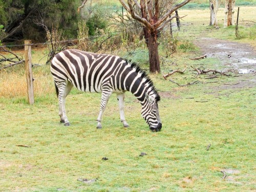 Zebra - Werribee Open Range Zoo