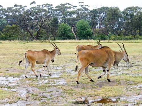 Werribee Open Range Zoo