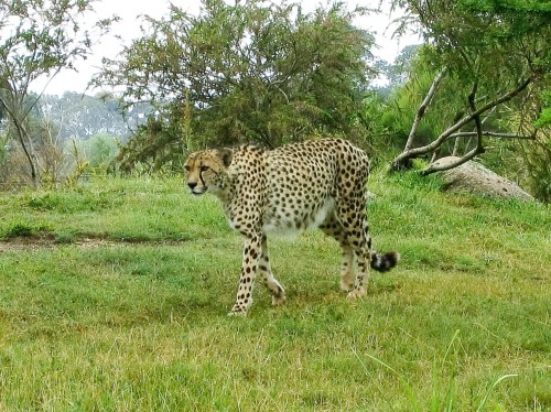 Cheetah - Werribee Open Range Zoo