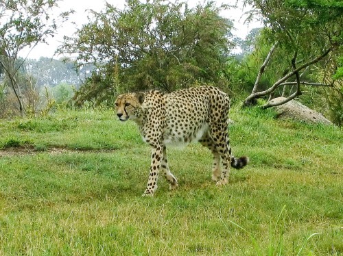 Cheetah - Werribee Open Range Zoo