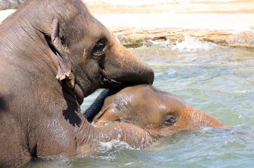 Elephants at Taronga Zoo