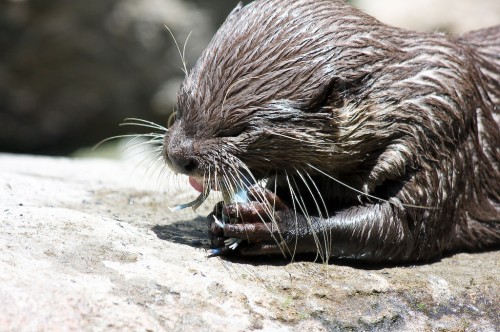 Otter eating live Yabbies at Taronga Zoo