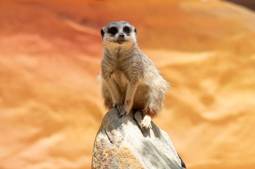 Meerkat at Taronga Zoo