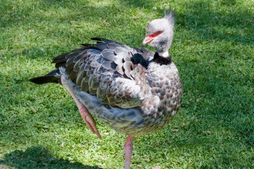 Crested Screamer, or Chaja, or Chauna torquata - Buenos Aires Zoo