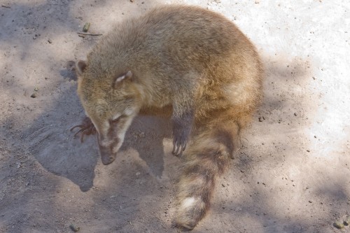 Coati Gris (Grey Coati), Buenos Aires Zoo