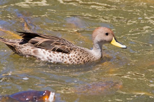 Duck (unkown species), Buenos Aires Zoo