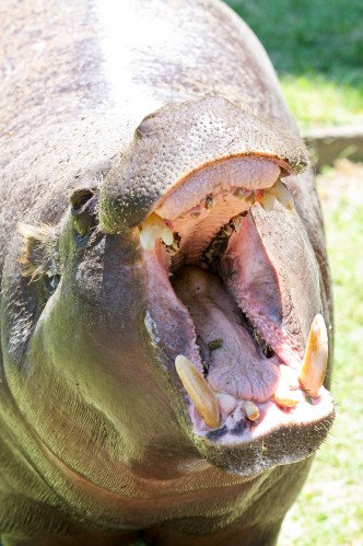 Pigmy Hippo, Buenos Aires Zoo