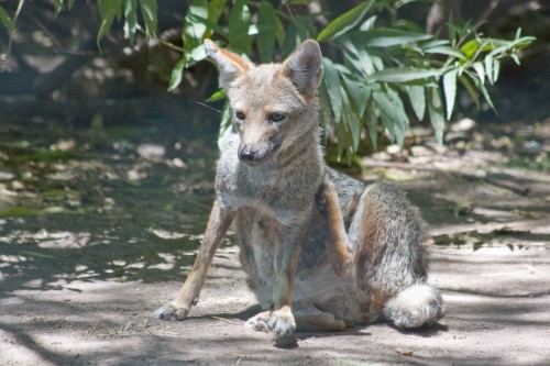 Zorro Gris (Grey Zorro), Buenos Aires Zoo