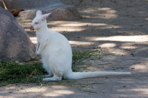 Wallaby de Cuello Rojo (Red Necked Wallaby) - Albino. Beunos Aires Zoo