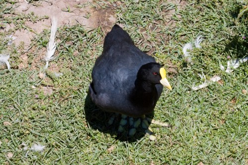 Moorhen (unknown type), Buenos Aires Zoo