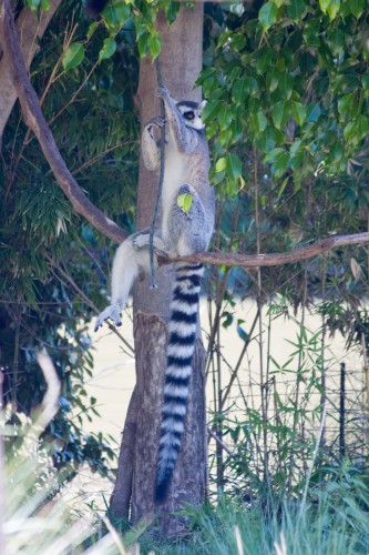 Ring Tailed Lemur, Buenos Aires Zoo