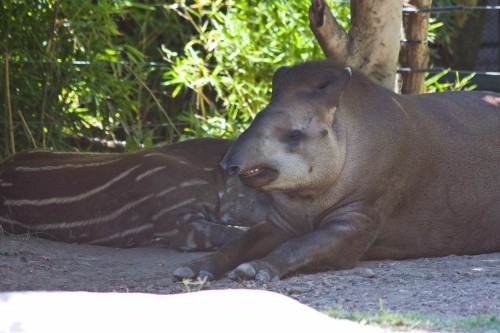 Brazilian Tapir, Buenos Aires Zoo