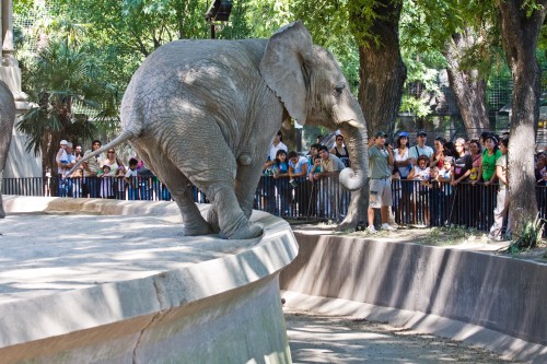 African Elephant, Buenos Aires Zoo