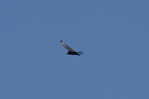 Bird of Prey (unknown species), near Cerro Otto, near Bariloche, Argentina