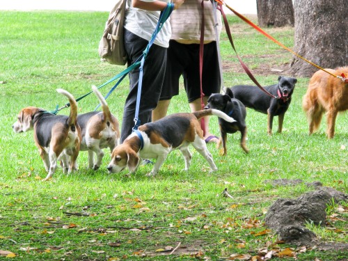 Professional Dog Walkers - Plaza San Martin, Buenos Aires